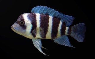 Cyphotilapia frontosa Burundi7